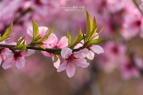 桃花源