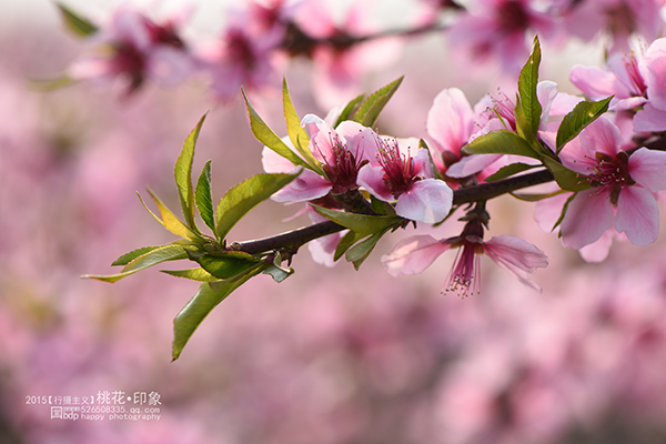 桃花源