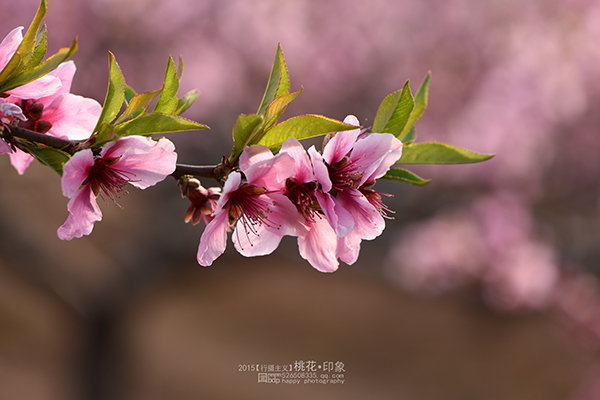 桃花源