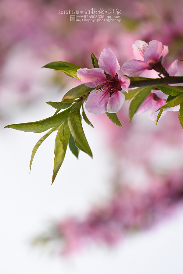 桃花源