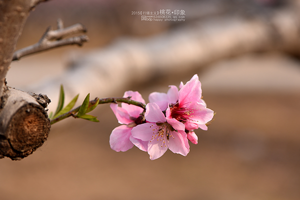 桃花源