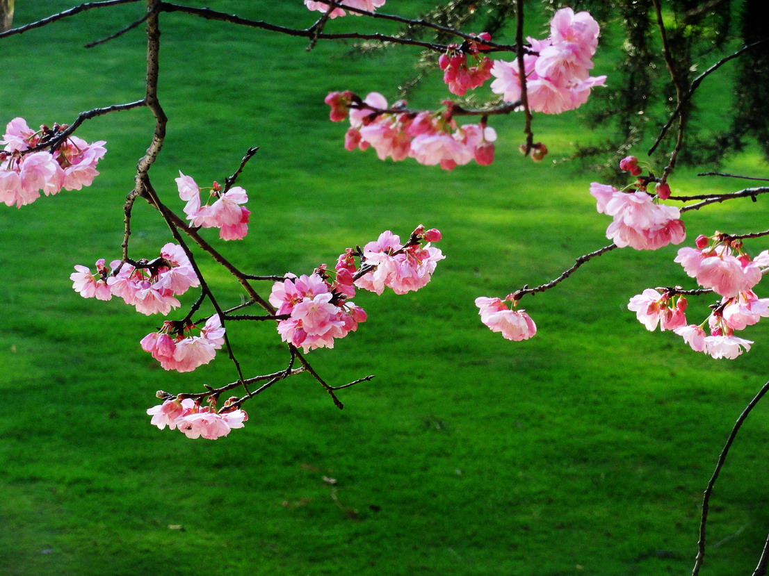 樱花