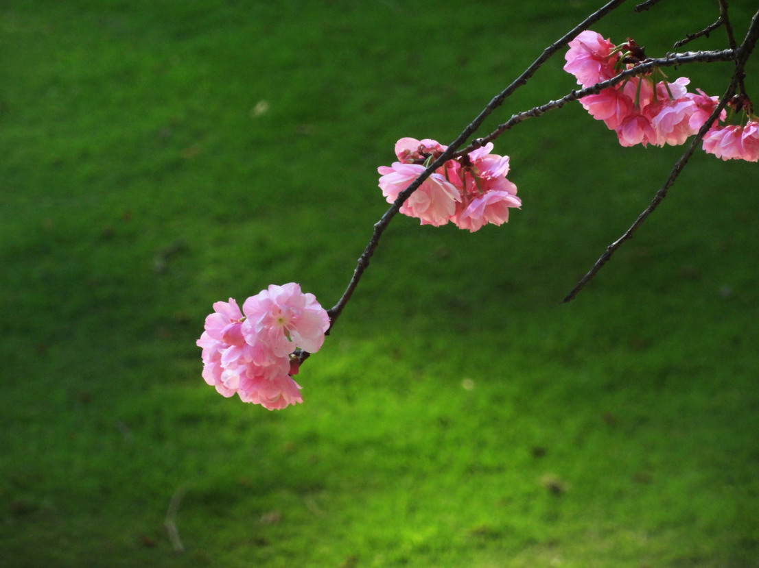 樱花