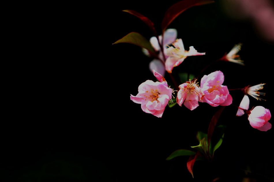 春暖花开