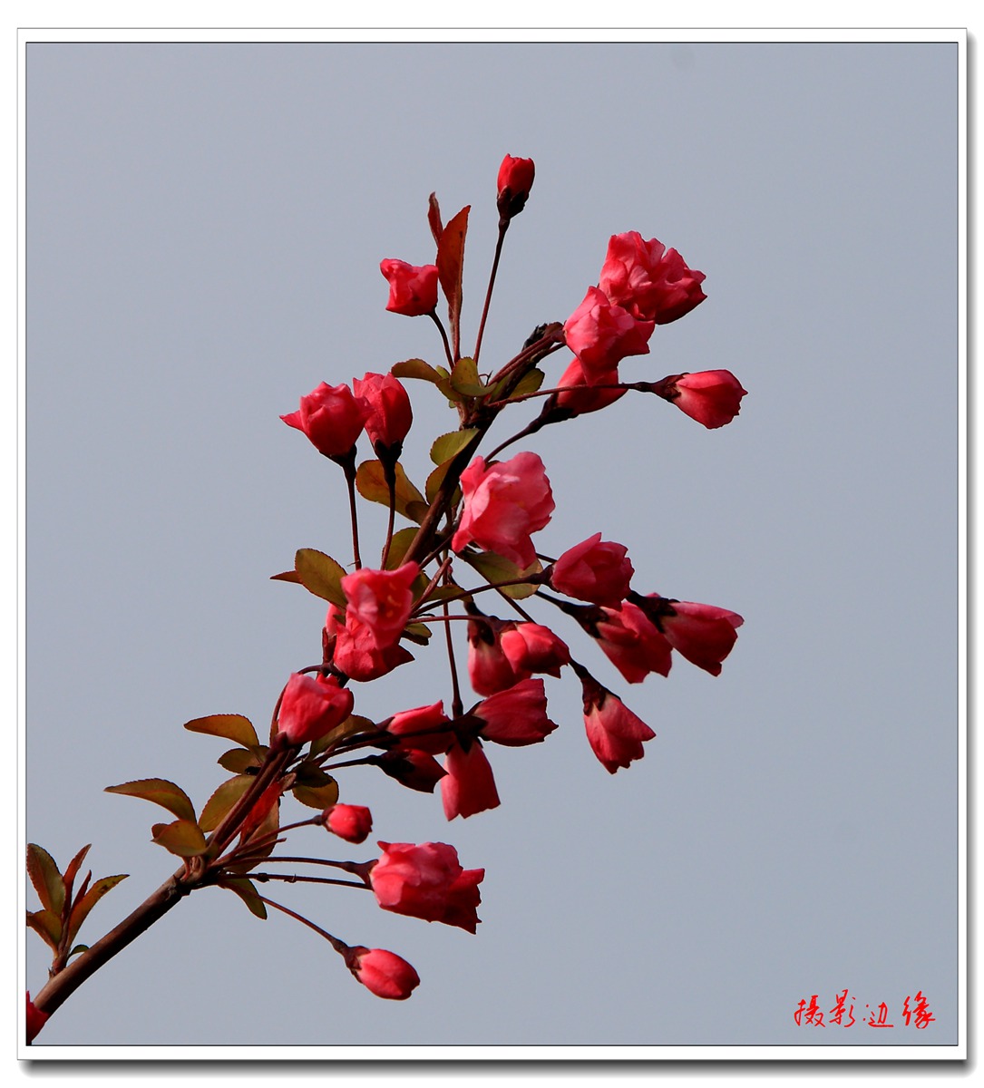 百花盛开在公园