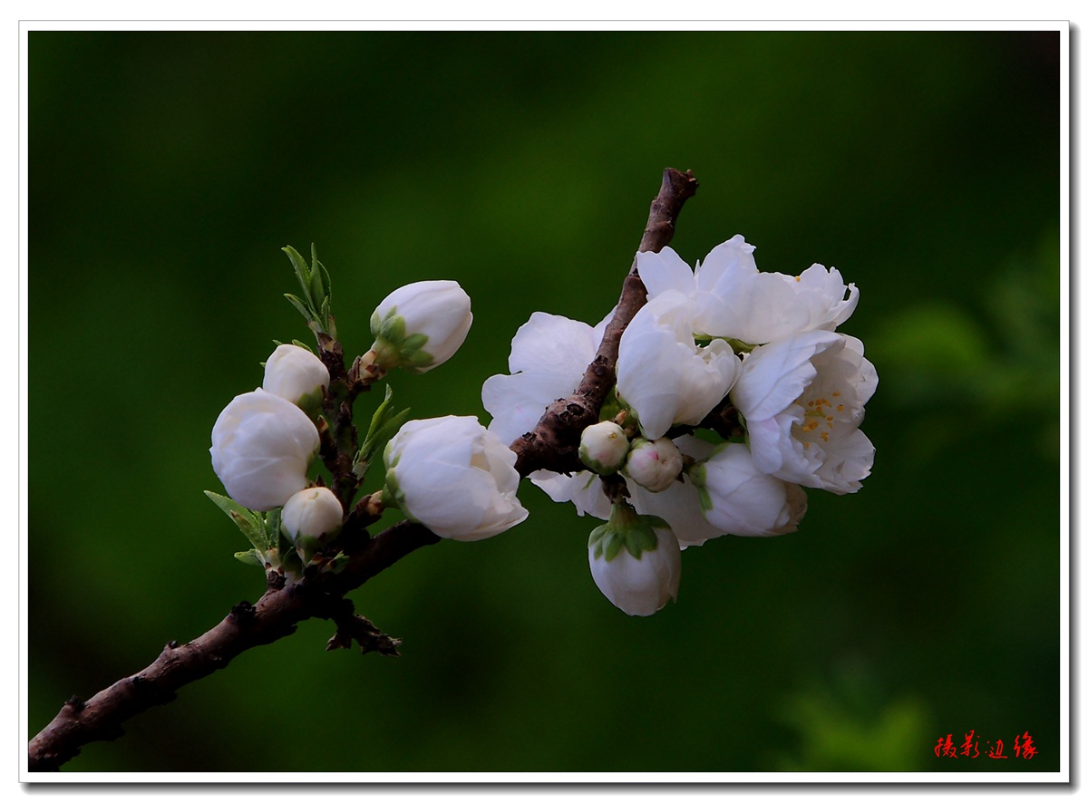 百花盛开在公园