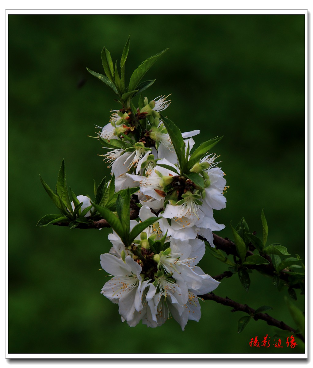 百花盛开在公园