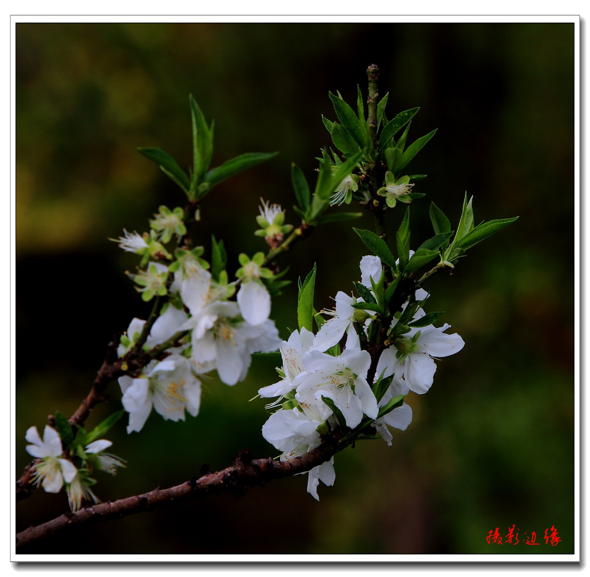 百花盛开在公园