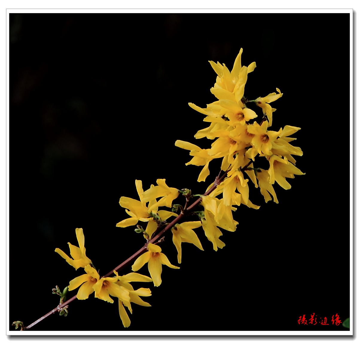 百花盛开在公园