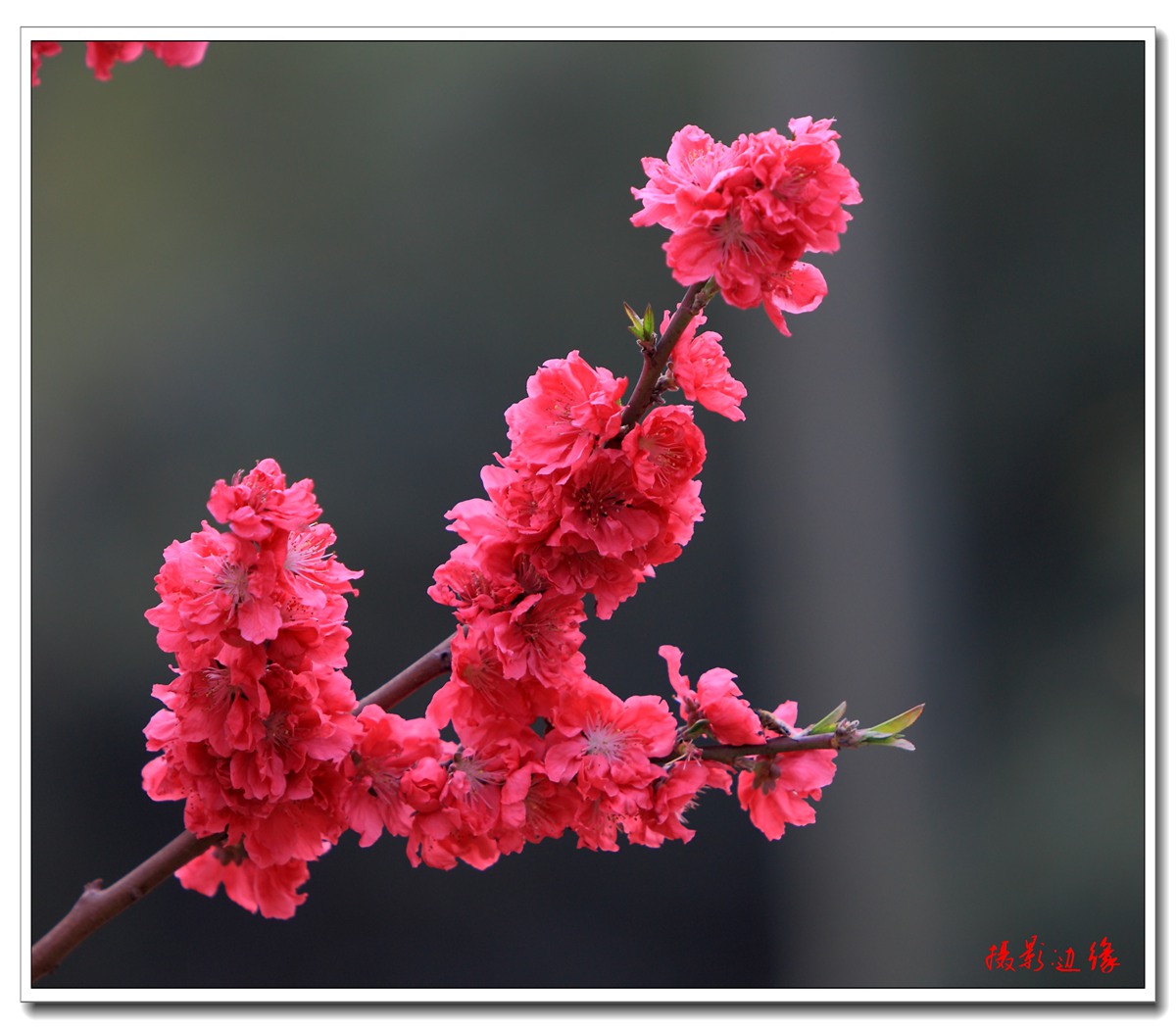 百花盛开在公园
