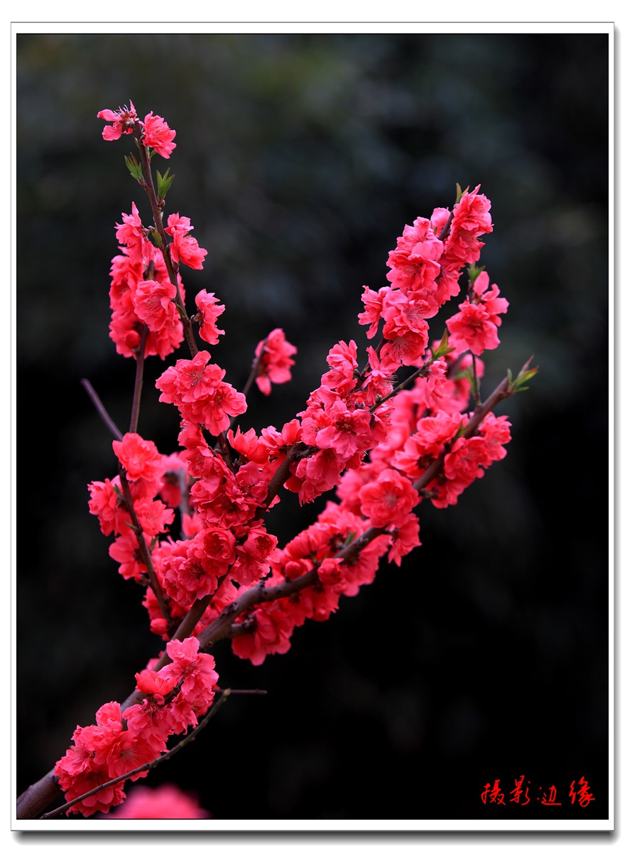 百花盛开在公园