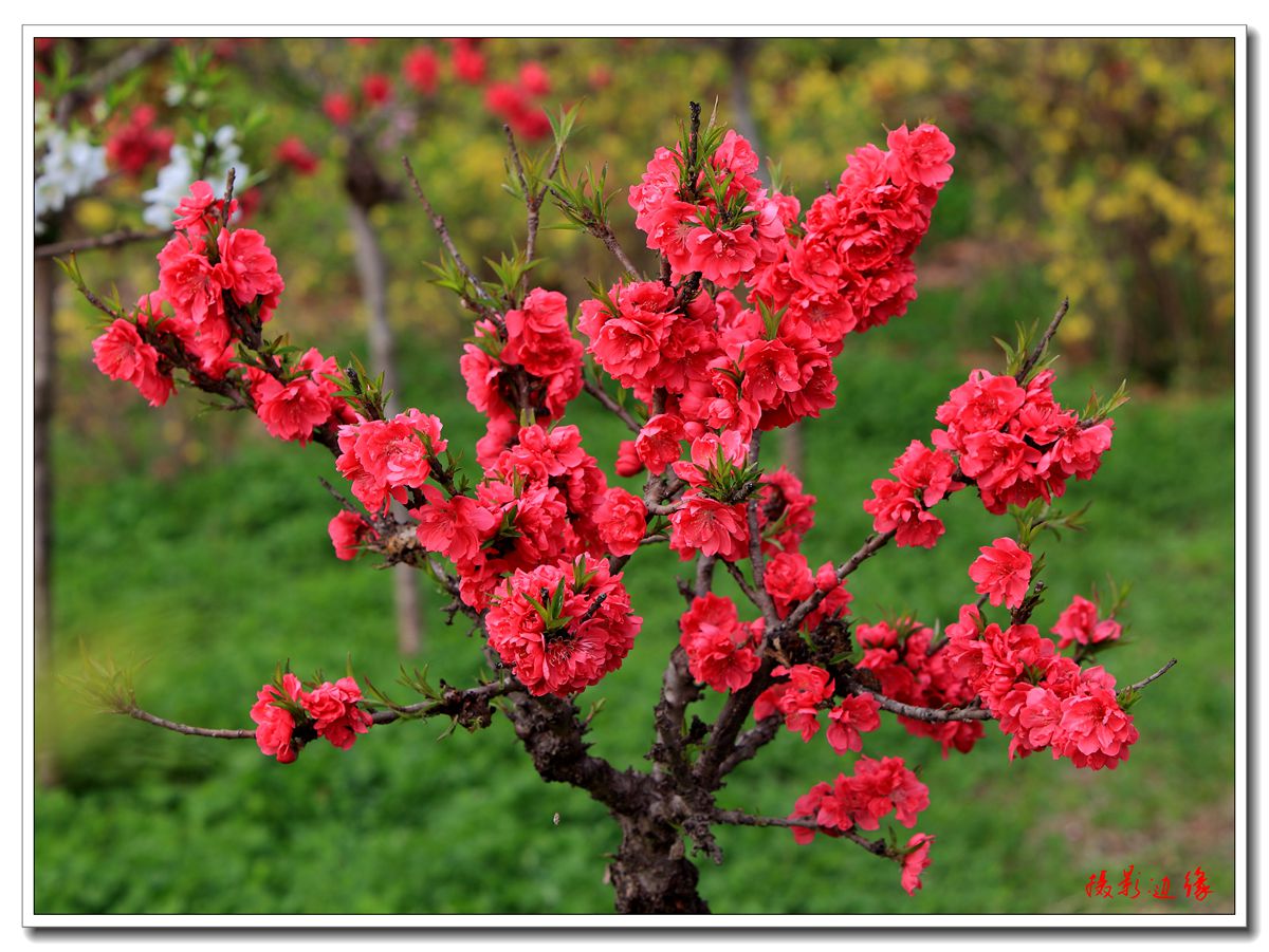 百花盛开在公园