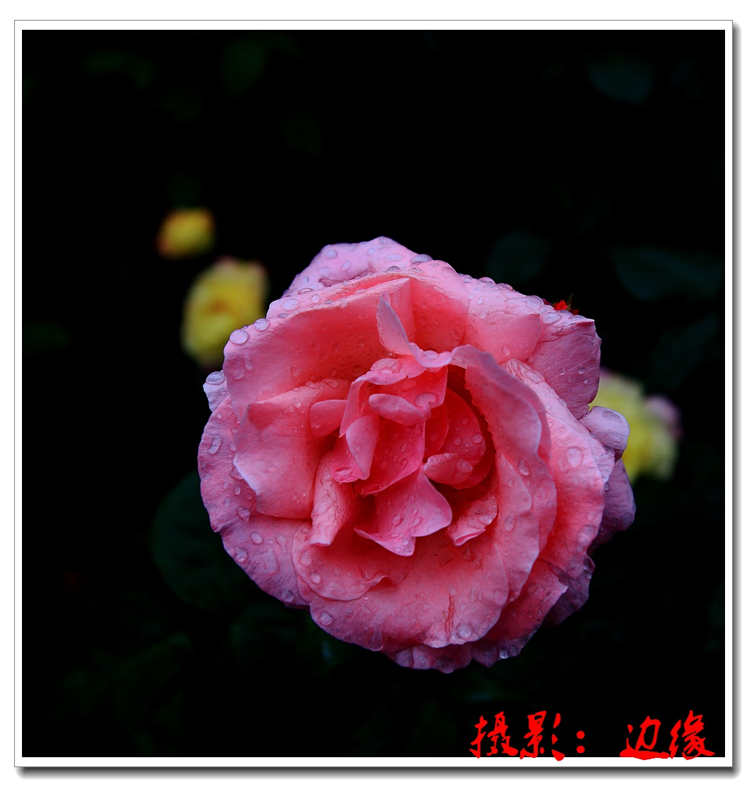 雨后柔情的月季