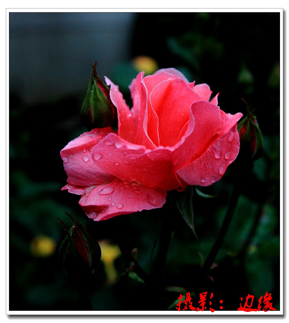 雨后柔情的月季