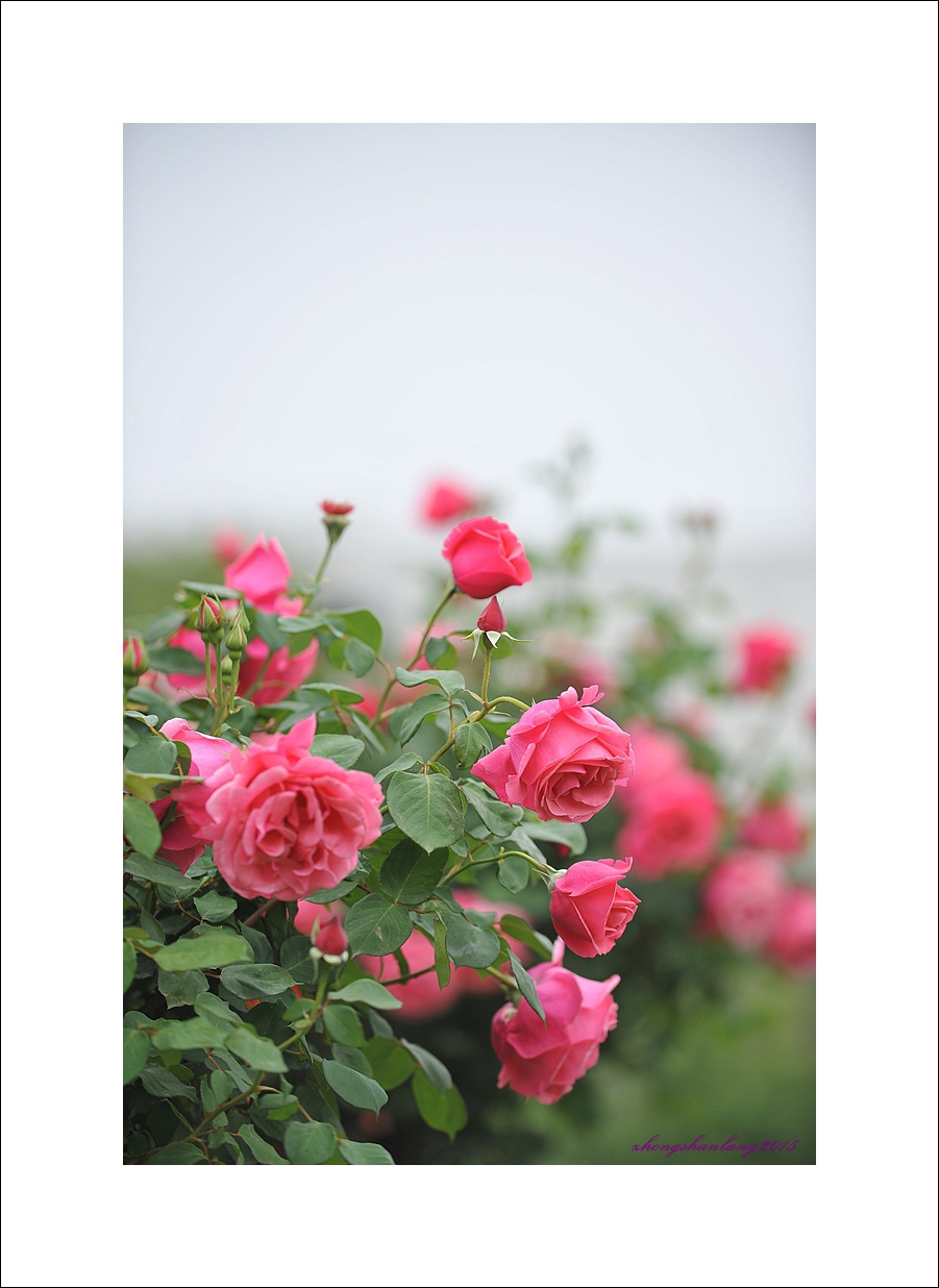 梅兰竹菊花卉帖
