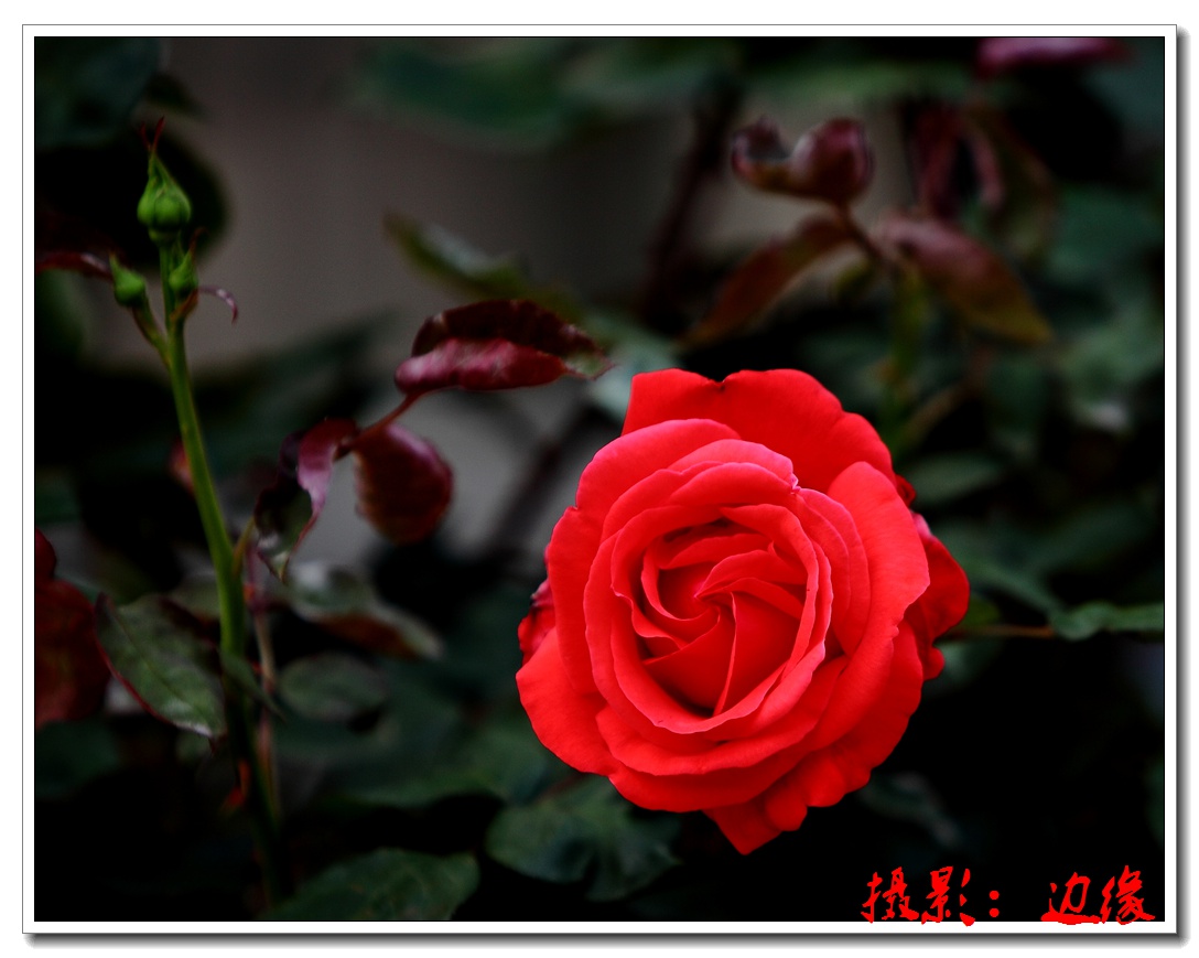月季花开很艳美