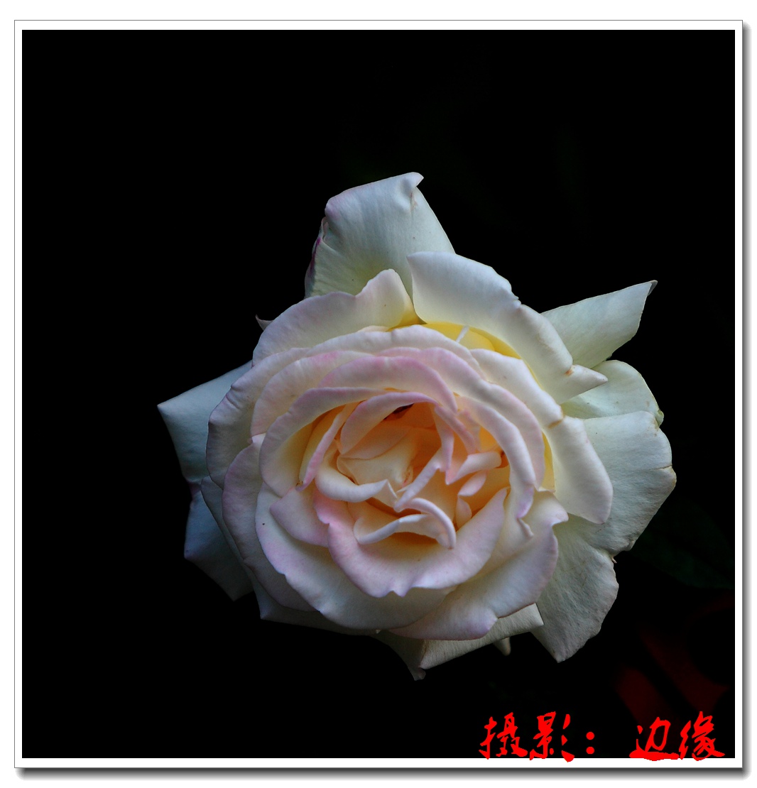 月季花开很艳美