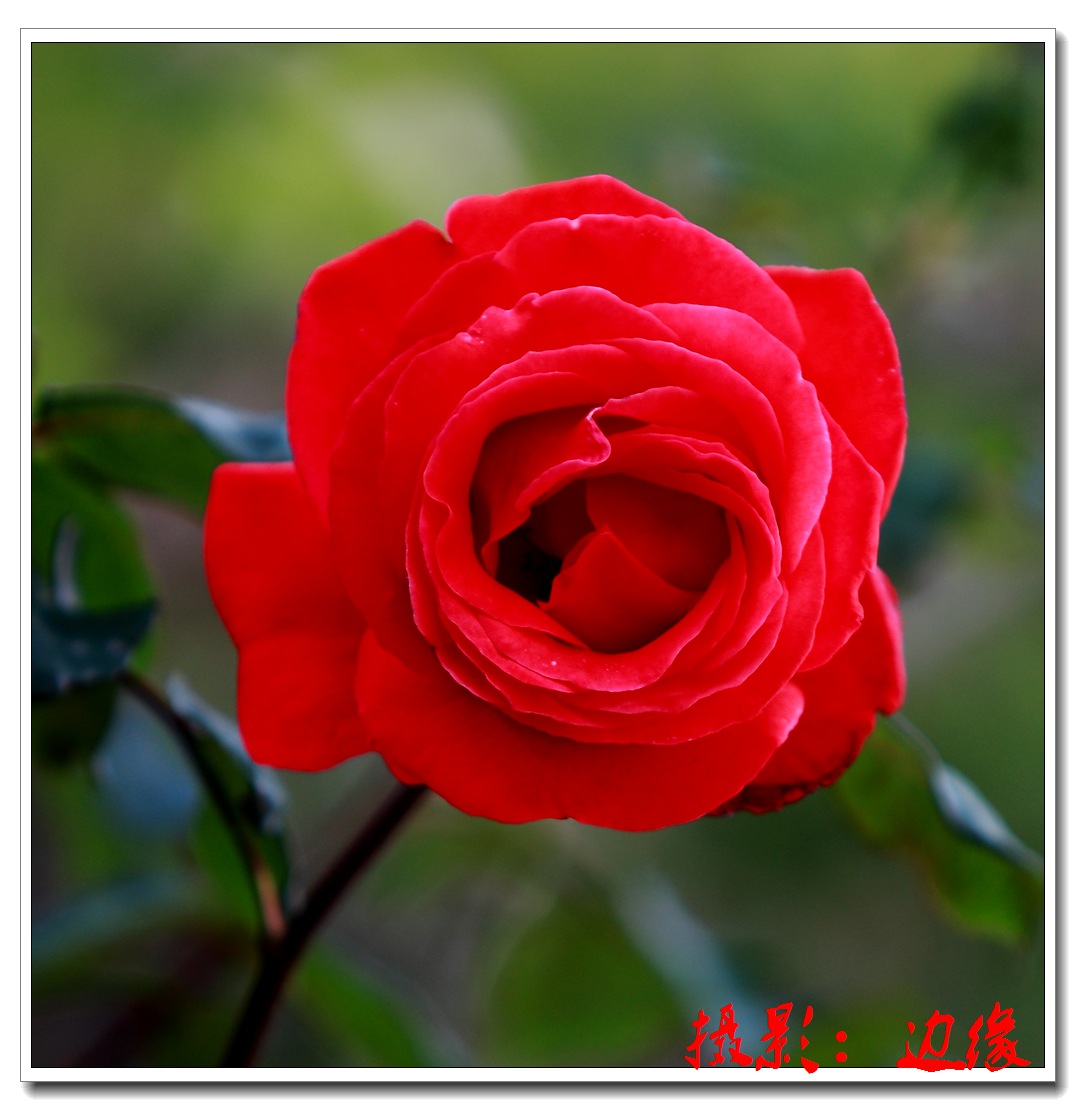 月季花开很艳美