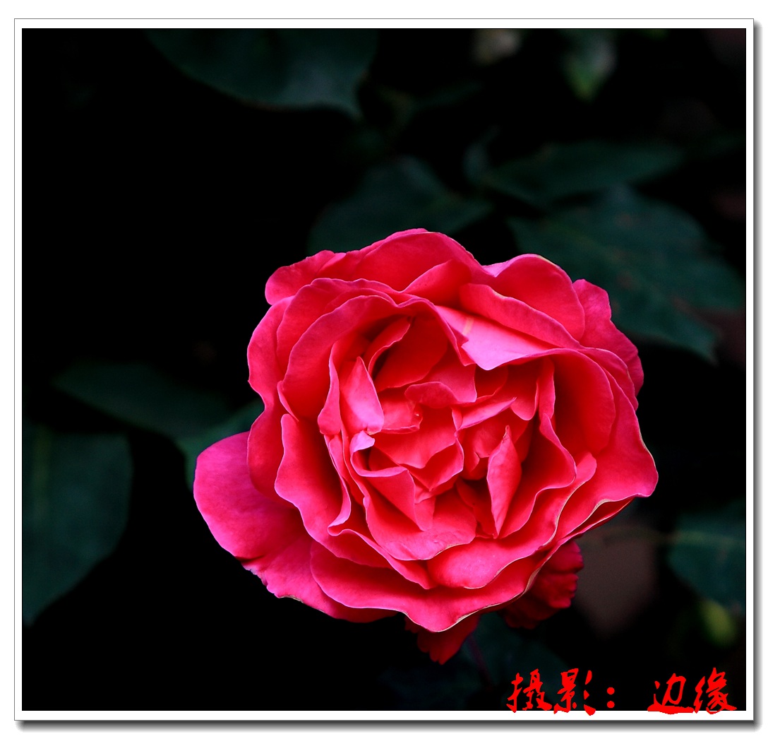 月季花开很艳美