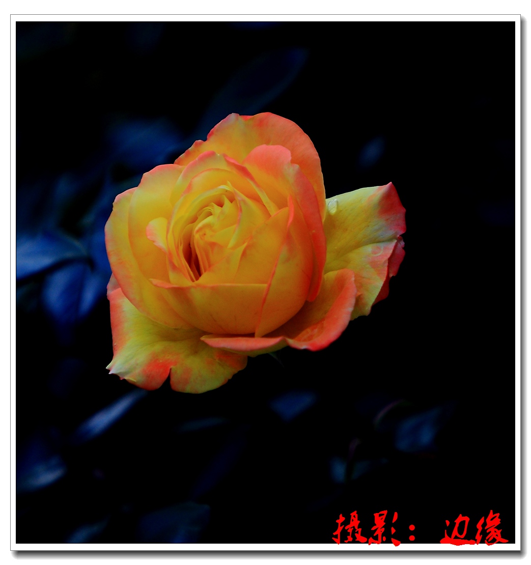 月季花开很艳美