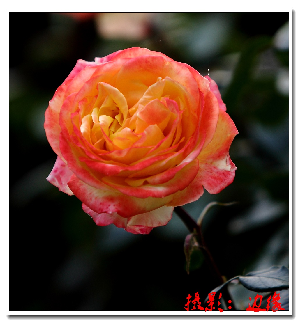 月季花开很艳美