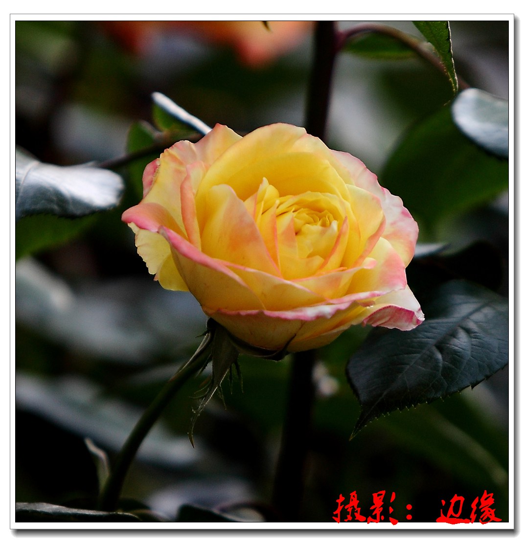 月季花开很艳美