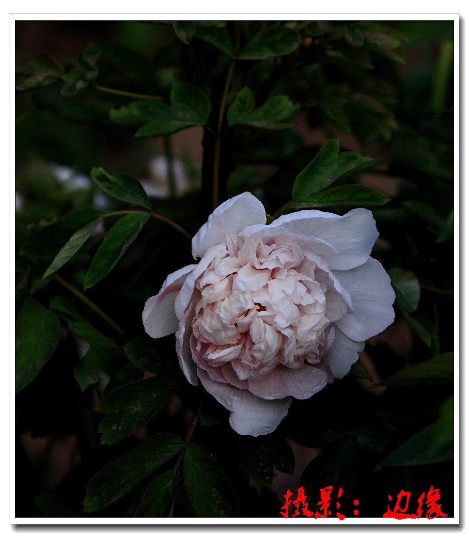 我拍牡丹花