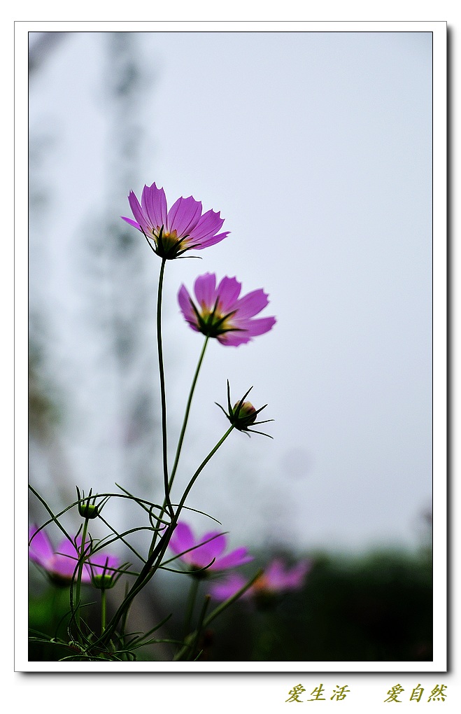 纯洁的花
