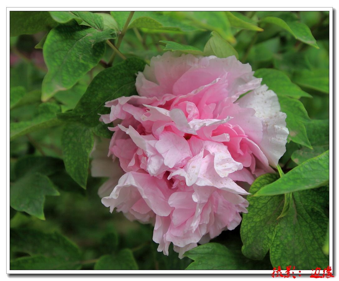 漂亮的花朵儿（二）