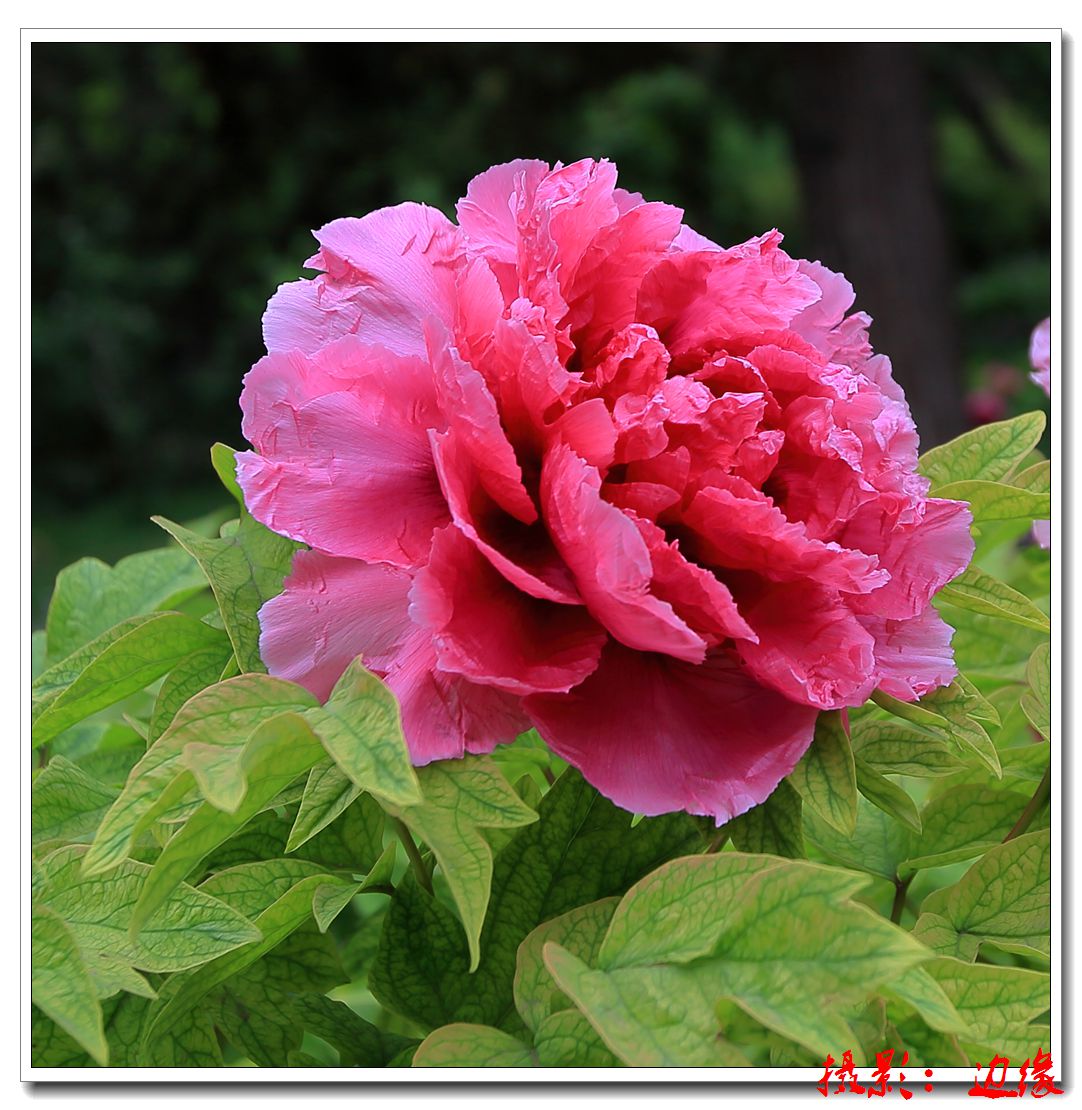 漂亮的花朵儿（二）