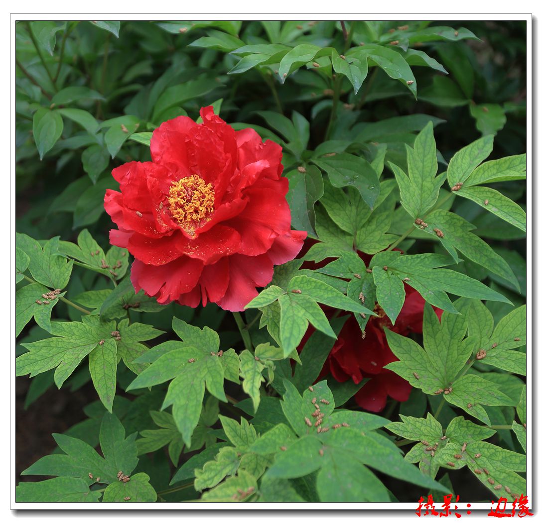 漂亮的花朵儿（二）