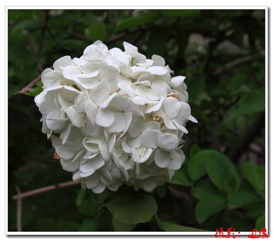 漂亮的花朵儿（二）