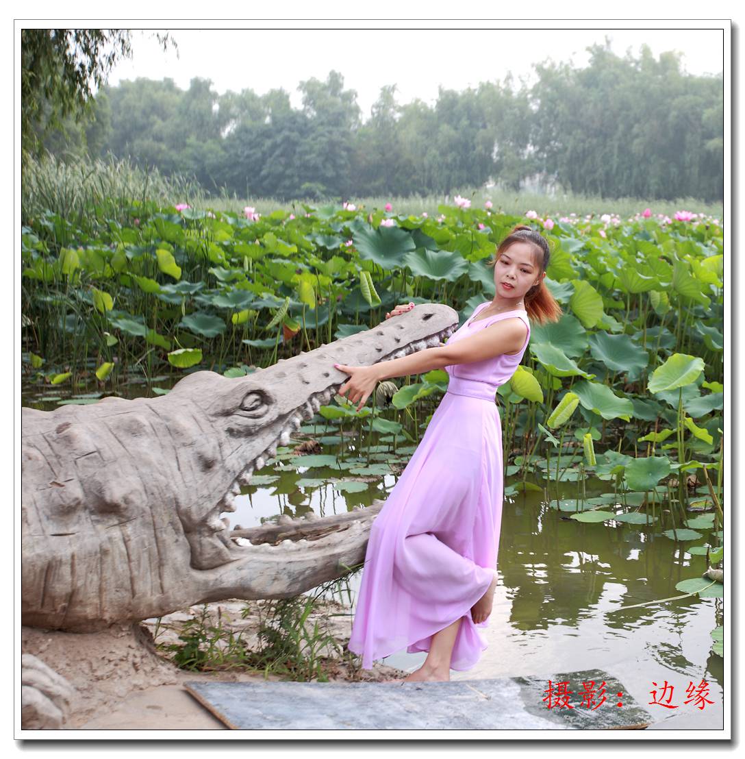 荷池、美女还有假鳄鱼