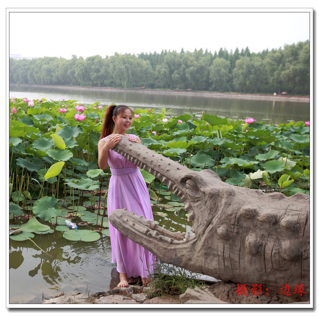荷池、美女还有假鳄鱼