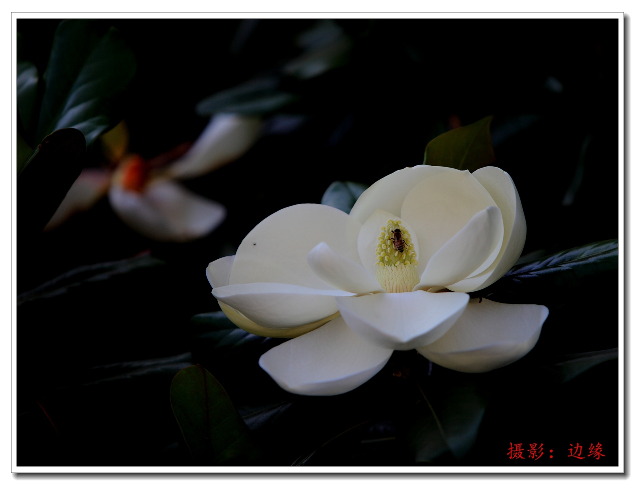 漂亮的广玉兰花
