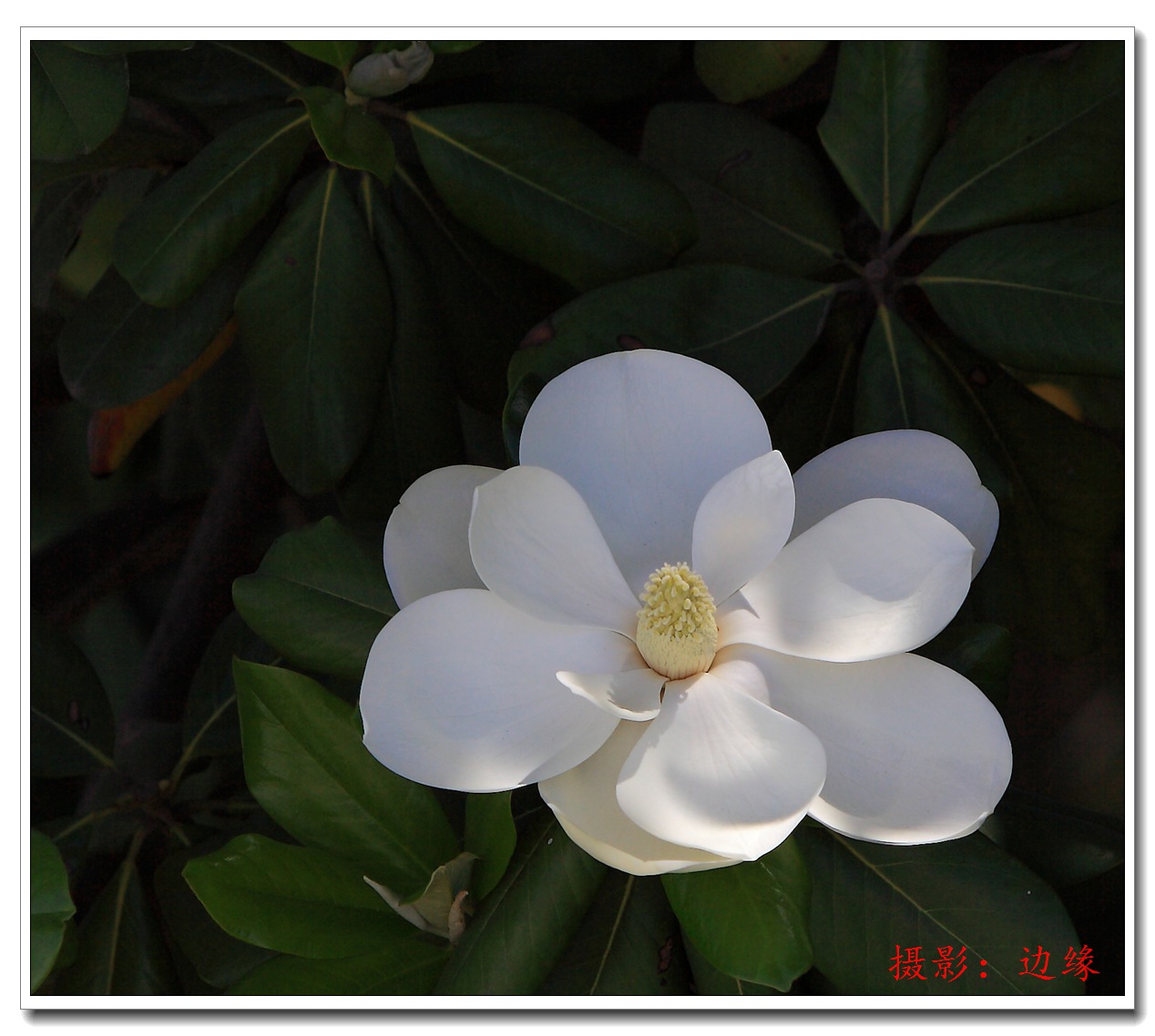 漂亮的广玉兰花