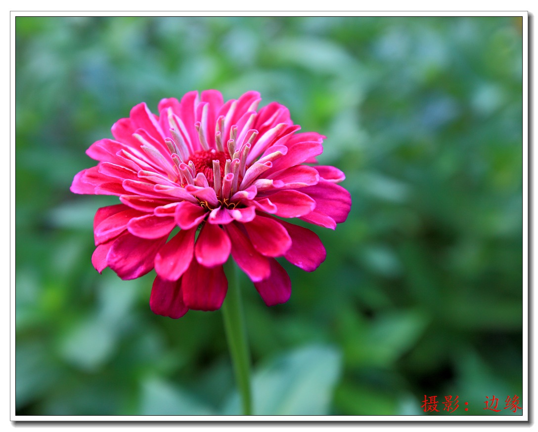 公园里拍鲜花