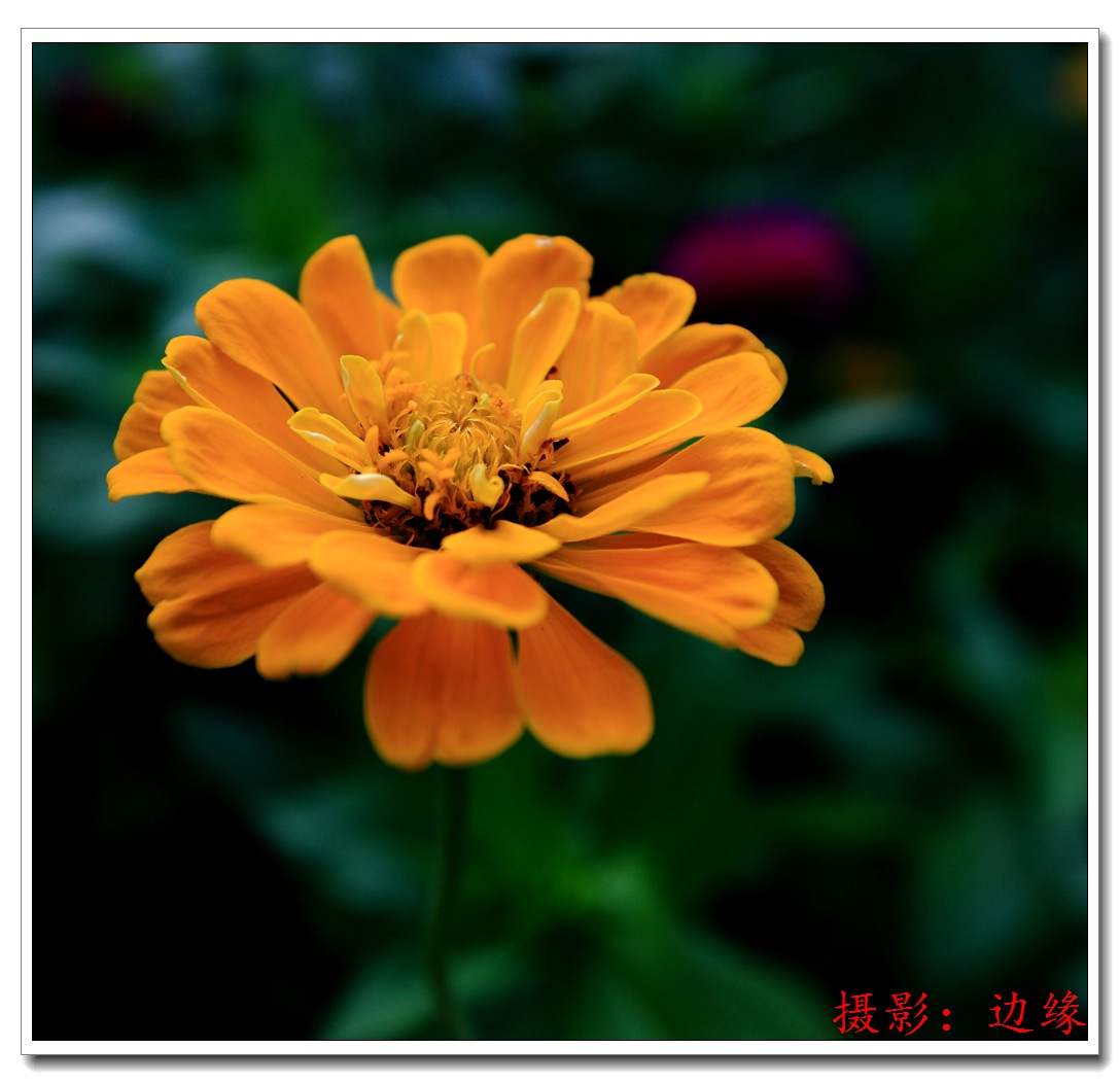 公园里拍鲜花