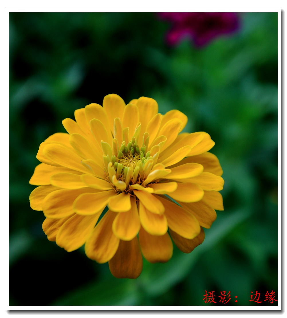 公园里拍鲜花