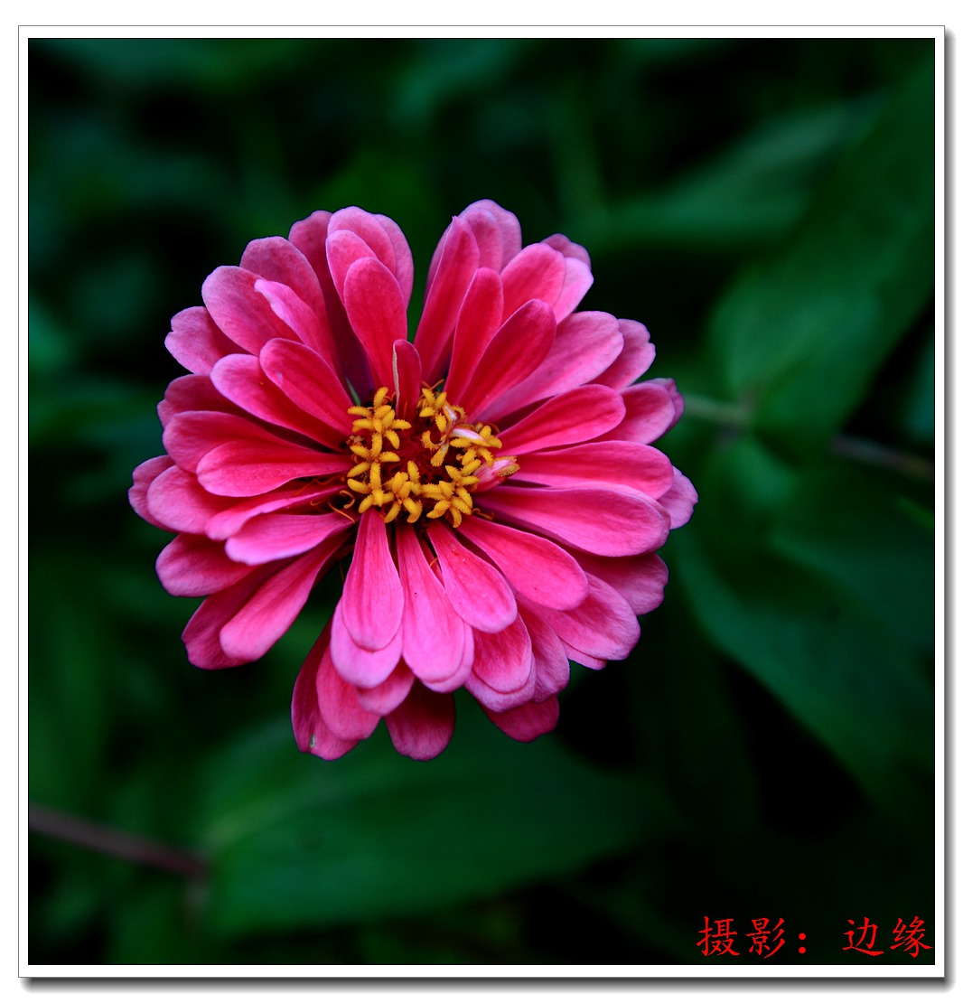 公园里拍鲜花