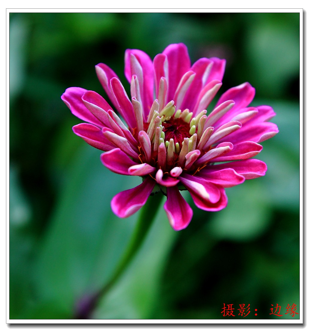 公园里拍鲜花