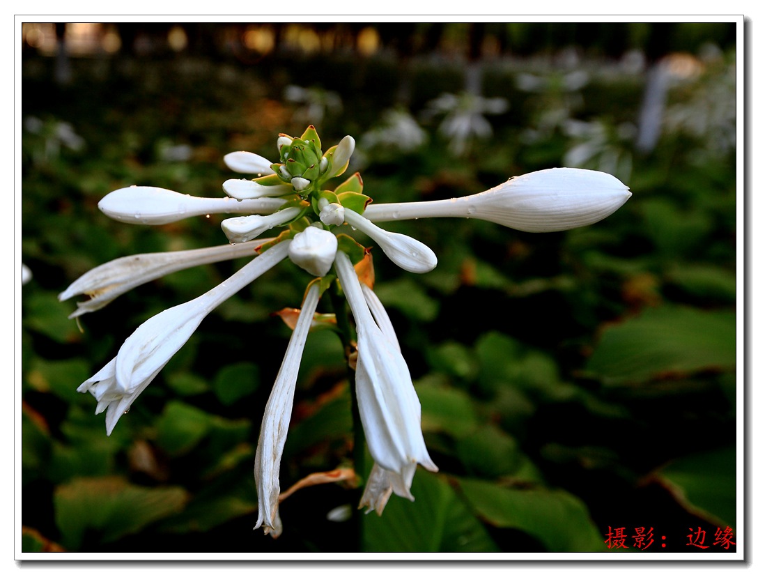 公园里拍鲜花