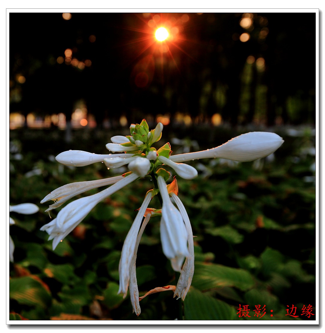公园里拍鲜花