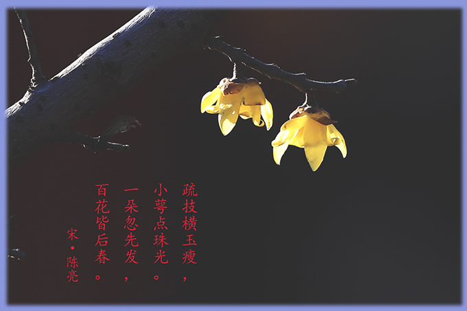 [原创]腊梅一组
