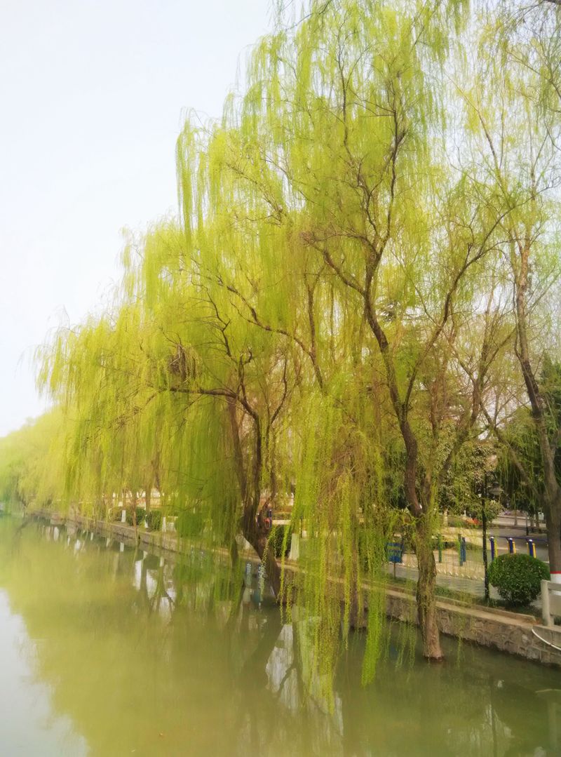 油城绿了