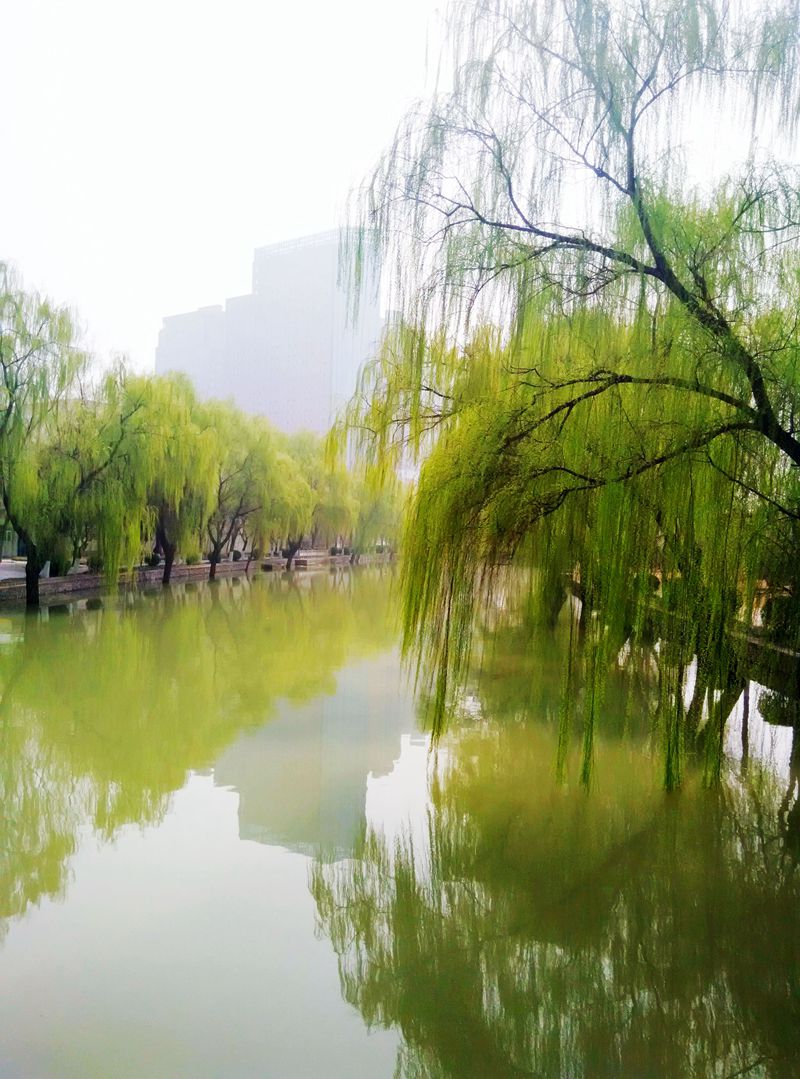 油城绿了