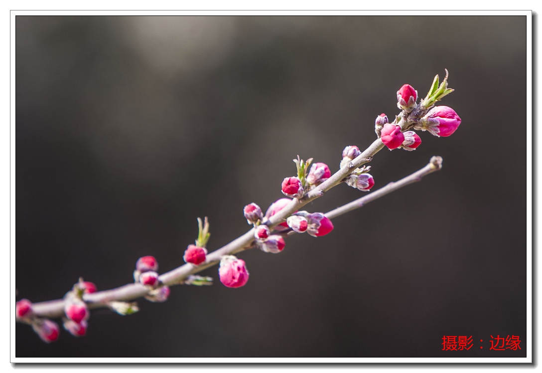 春乐拍花