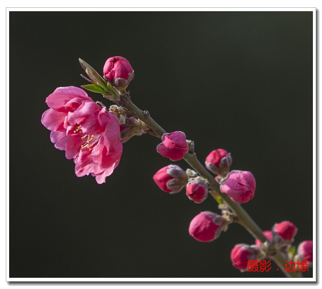 春乐拍花