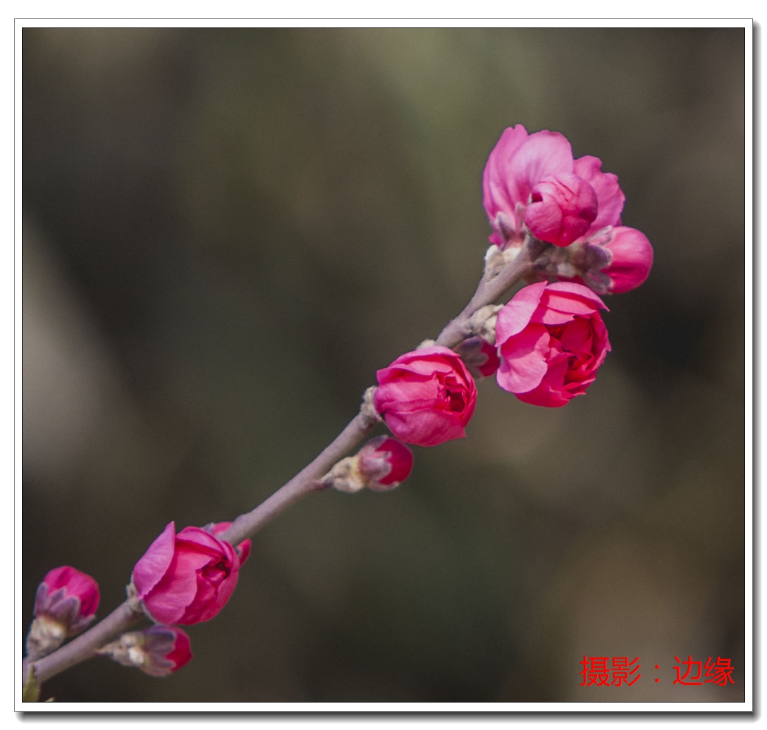 春乐拍花