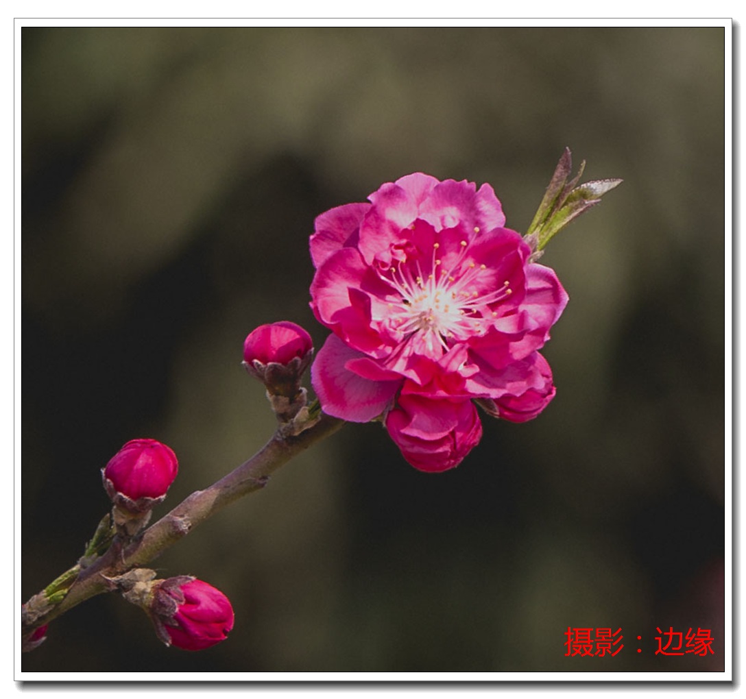 春乐拍花